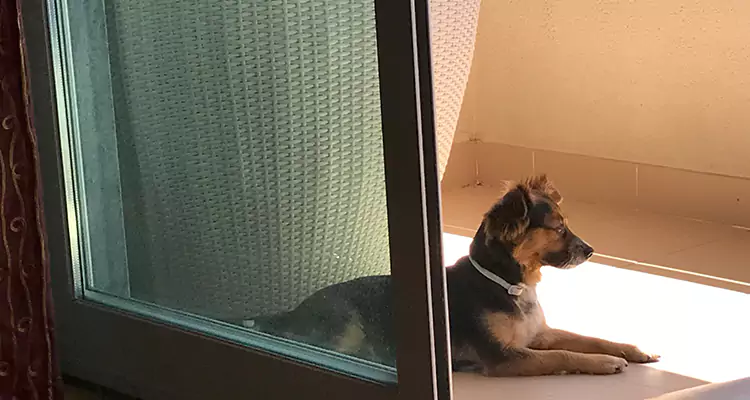 French Door Pet Screen Repair in Alafaya, FL